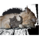 Eine flauschige orange Katze schläft friedlich neben einem kleinen grauen Filzspielzeug, das auf einer dunkelgrünen Decke ruht.