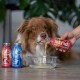 Brauner und weißer Hund leckt Smoothie, der aus einer roten "Smoothie Dog Pute" Flasche in eine klare Schale gegossen wird, mit zwei weiteren Flaschen in der Nähe.