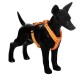 Easy Harness orange orange M