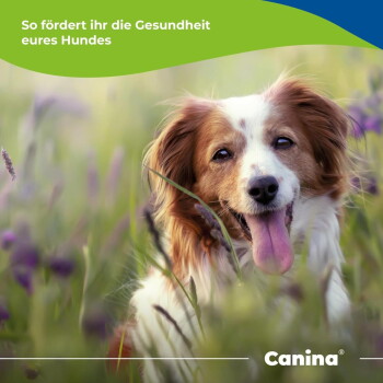 Glücklicher braun-weißer Hund im Gras mit lila Blumen; deutscher Text 'So fördert ihr die Gesundheit eures Hundes' Canina