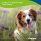 Glücklicher braun-weißer Hund im Gras mit lila Blumen; deutscher Text 'So fördert ihr die Gesundheit eures Hundes' Canina