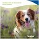 Glücklicher braun-weißer Hund im Gras mit lila Blumen; deutscher Text 'So fördert ihr die Gesundheit eures Hundes' Canina