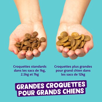 Mains tenant de petites et grosses croquettes pour chiens avec étiquettes en français et bannière « GRANDES CROQUETTES POUR GRANDS CHIENS ».