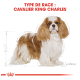 Illustration d'un Cavalier King Charles Spaniel avec un pelage blanc et brun, étiqueté 'TYPE DE RACE : CAVALIER KING CHARLES.'