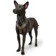 Ein schwarzer Hund, der ein graues und olivgrünes Geschirr trägt, steht aufrecht und schaut zur Seite mit wachsamen Ohren und leuchtenden Augen.