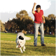 Weißer Labrador apportiert ein schwarzes Kauspielzeug, das von einem Mann in rotem Hemd und Jeans in einem grasbewachsenen Park geworfen wurde.