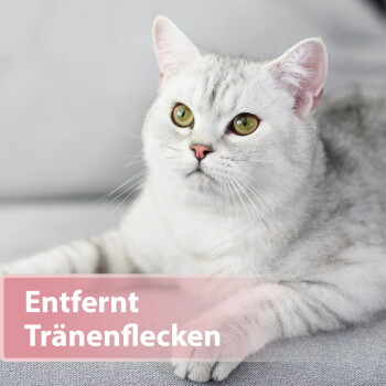 Silberweiße Katze mit grünen Augen liegt auf einem grauen Sofa; rosa Überlagerungstext: 'Entfernt Tränenflecken'.
