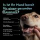 Nahaufnahme des Gesichts eines Hundes, während eine Person seinen Mund offen hält und die Zähne hervorhebt. Der Text fragt, ob der Hund bereit für einen gesunden Kausnack ist.
