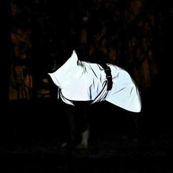 Ein Hund, der einen reflektierenden Regenmantel trägt, steht in einem dunklen, bewaldeten Gebiet und zeigt Sichtbarkeit bei schwachem Licht.