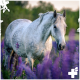 Ein graues Pferd steht zwischen lebhaften lila Blumen auf einer üppigen grünen Wiese, mit einem weich fokussierten Hintergrund.