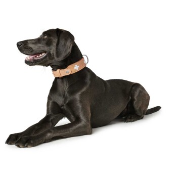 Ein schwarzer Hund liegt, trägt ein hellbraunes Halsband mit einem weißen Kreuzdesign und schaut mit einem glücklichen Ausdruck zur Seite.