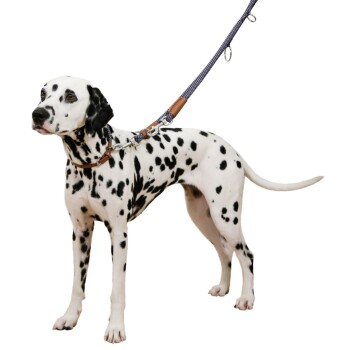 Dalmatiner mit schwarzen Flecken trägt braunes Halsband und blaue Leine vor weißem Hintergrund.