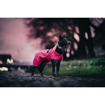 Ein schwarz-weißer Hund, der einen leuchtend pinken Regenmantel trägt, steht auf einem Kopfsteinpflasterweg und blickt in die Ferne mit einem verschwommenen Hintergrund.