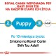 Przewodnik Royal Canin dla psów rasy Shih Tzu, wskazujący na przejście z karmy dla szczeniąt na karmę dla dorosłych w wieku 10 miesięcy, z tekstem w języku polskim.
