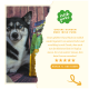 Nahaufnahme eines Hundefutterbeutels beschriftet mit 'Irish Pure' mit einem Testimonial über einen Hund namens Paule, der sein Futter genießt, mit einer Fünf-Sterne-Bewertung.