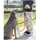Eine Frau in einer marineblauen Jacke und schwarzen Leggings hält eine Leine, die an einem sitzenden schwarz-weißen Hund in einem bewaldeten Gebiet befestigt ist.