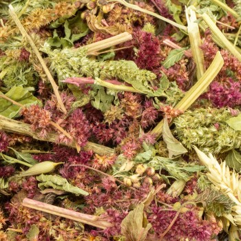 Eine Nahaufnahme einer bunten Mischung aus getrockneten Kräutern und Blumen, mit grünen Blättern, lila und roten Blüten und Stängeln.