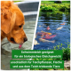 Golden Retriever trinkt Wasser aus einem Teich mit schwimmenden Koi-Fischen, deutscher Text über Teichsicherheit für Pflanzen, Fische und Tiere.