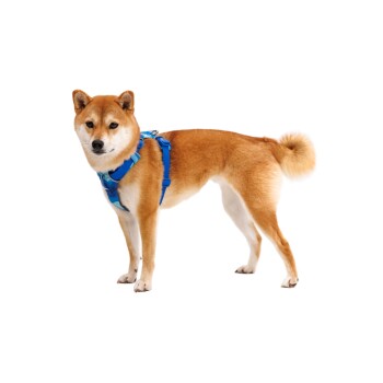 Ein Shiba Inu Hund trägt ein blaues Geschirr, steht seitlich vor einem weißen Hintergrund und zeigt seinen flauschigen Schwanz und sein glattes Fell.