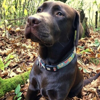 Schokoladenfarbener Labrador Retriever trägt ein buntes Halsband, sitzt im Wald mit gefallenem Laub und Grünpflanzen.