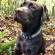 Schokoladenfarbener Labrador Retriever trägt ein buntes Halsband, sitzt im Wald mit gefallenem Laub und Grünpflanzen.