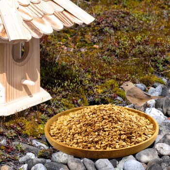 Ein Holzvogelhaus neben einer Schüssel Vogelfutter auf einer felsigen Oberfläche, mit einem kleinen braunen Vogel, der in der Nähe sitzt.