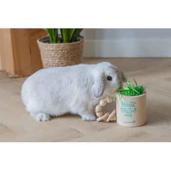 Puszysty biały królik skubiący zieloną trawę z drewnianego pojemnika z napisem 'Have a Nice Day' obok drewnianej zabawki.
