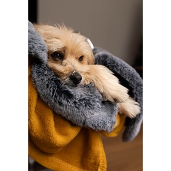 Ein gemütlicher kleiner Hund mit flauschigem Fell ruht auf einer weichen grau-gelben Decke und sieht entspannt und zufrieden aus.