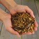 Hände, die eine Mischung aus getrockneten Mehlwürmern und Grillen halten, Tierfutter auf einem hölzernen Untergrund.