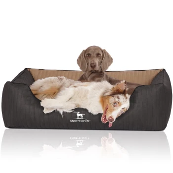 Orthopädisches Hundebett Outback aus laser-gestepptem Kunstleder creme/ schwarz XL Ein gemütliches schwarzes Hundebett mit einem hellbraunen Innenraum und einem verspielten Australian Shepherd, der liegt und die Zunge herausstreckt. "KNUFFELWUFF" ist auf dem Bett sichtbar.