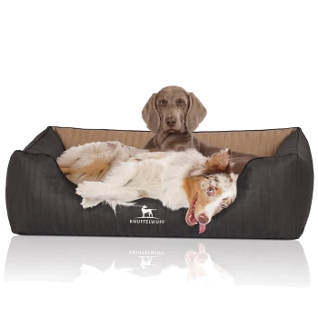Ein gemütliches schwarzes Hundebett mit einem hellbraunen Innenraum und einem verspielten Australian Shepherd, der liegt und die Zunge herausstreckt. "KNUFFELWUFF" ist auf dem Bett sichtbar.