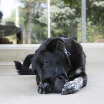 Schwarzer Hund mit weiß gefleckten Pfoten kaut auf einem schwarzen KONG-Spielzeug auf einer Veranda, trägt ein gemustertes Halsband