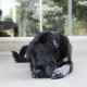 Schwarzer Hund mit weiß gefleckten Pfoten kaut auf einem schwarzen KONG-Spielzeug auf einer Veranda, trägt ein gemustertes Halsband