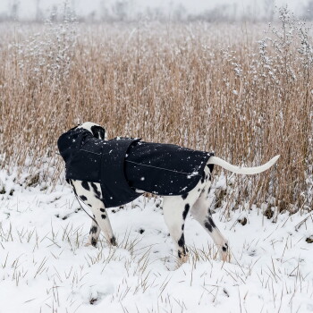 Ein stilvoller Hund, der einen schwarzen Mantel trägt, vor einem weißen Hintergrund steht und sein schlankes Design und seine Passform zeigt.