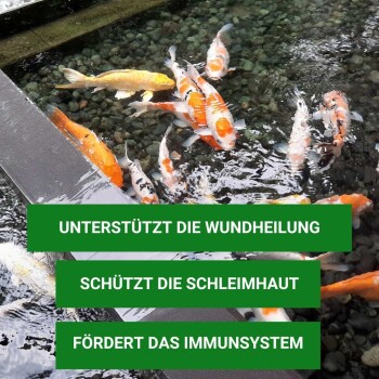 Ein Teich mit bunten Koi-Fischen und deutschen Textüberlagerungen: "UNTERSTÜTZT DIE WUNDHEILUNG," "SCHÜTZT DIE SCHLEIMHAUT," "FÖRDERT DAS IMMUNSYSTEM."