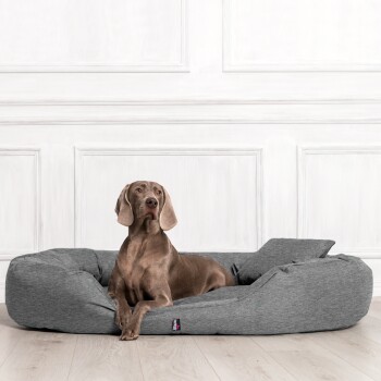 Brauner Hund liegt auf einem grauen gepolsterten Haustierbett vor weißer vertäfelter Wand auf Holzboden.