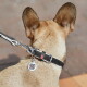 Achteraanzicht van een beige hond met een zwarte leren halsband met metalen gesp en een rond QR-ID-hangertje met de tekst 'SCAN MIJ'.