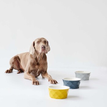 Ein brauner Hund liegt auf einer weißen Fläche, mit drei bunten Futternäpfen davor: gelb, blau und grau.