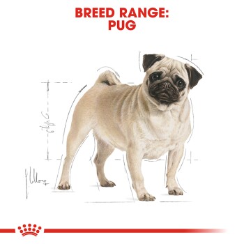 Illustration of a pug dog with a detailed drawing style, labeled "BREED RANGE: PUG" in bold red text above.