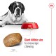A large Saint Bernard rests next to a red bowl of kibble, featuring a labeled giant kibble piece to promote chewing.