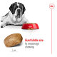 A large Saint Bernard rests next to a red bowl of kibble, featuring a labeled giant kibble piece to promote chewing.