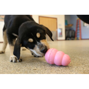 Schwarz-brauner Welpe schnuppert an einem pinken KONG-Spielzeug auf einem gesprenkelten Boden drinnen.