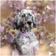 Ein gescheckter Hund mit langem Fell, der ein lila Halsband trägt, sitzt zwischen blühenden lila Blumen und strahlt eine ruhige und verspielte Stimmung aus.
