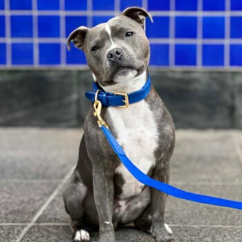 Ein grau-weißer Hund sitzt auf einem gefliesten Boden, trägt ein blaues Halsband und eine Leine, mit einem neutralen Ausdruck vor einem blauen Hintergrund.