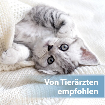 Graues getigertes Kätzchen liegt auf einer cremefarbenen Strickdecke, blaue Augen; Überlagerungstext: 'Von Tierärzten empfohlen.'