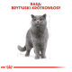 Eine graue Britisch Kurzhaar Katze mit orangefarbenen Augen steht selbstbewusst vor einem weißen Hintergrund, mit "RASA: BRYTYJSKI KRÓTKOWŁOSY" darüber.