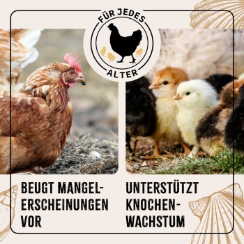 Bild einer braunen Henne und mehrerer Küken, mit dem Text "BEUGT MANGEL-ERSCHEINUNGEN VOR" und "UNTERSTÜTZT KNOCHEN-WACHSTUM."