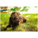 Schokoladenfarbener Labrador Retriever liegt im sonnendurchfluteten Gras und blickt nach rechts.