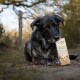 Ein schwarzer Hund, der auf dem Boden liegt, hält eine braune Haustierfuttertüte mit der Aufschrift "Knauber-Schmaus" im Mund, umgeben von der Natur.