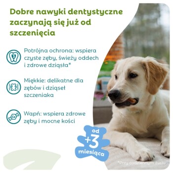 Szczeniak rasy golden retriever gryzący przysmak dentystyczny; tekst po polsku 'Dobre nawyki dentystyczne...' i odznaka 'od +3 miesiąca'